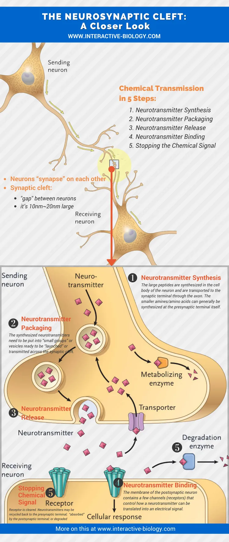 Synaptic Transmission Diagram